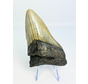 Dente di megalodonte "Mythical Fang" (USA) - 10,9 cm