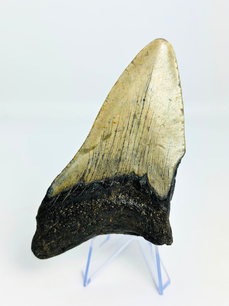 Dente di megalodonte "Mythical Fang" (USA) - 10,9 cm