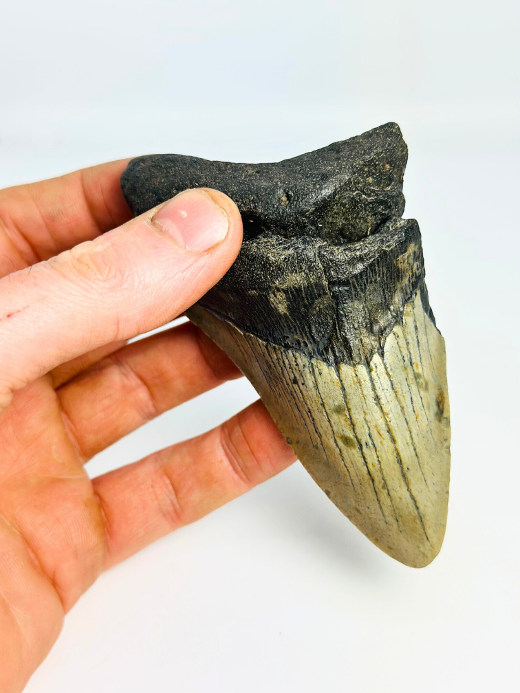 Dente di megalodonte "Mythical Fang" (USA) - 10,9 cm