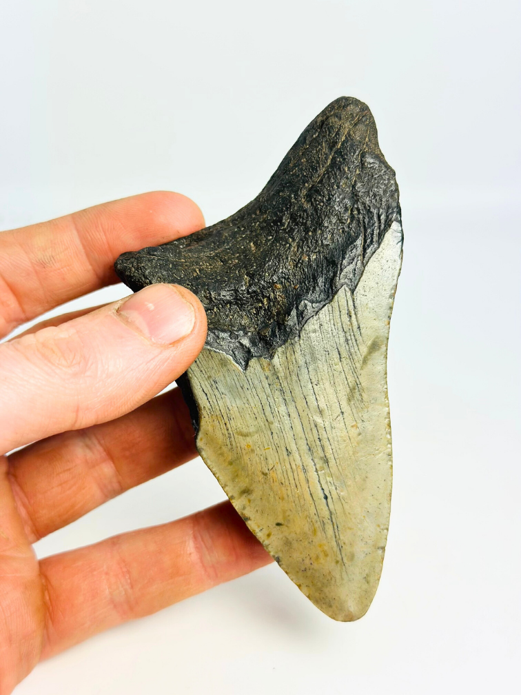 Dente di megalodonte "Mythical Fang" (USA) - 10,9 cm
