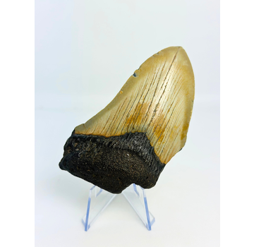 Dent de mégalodon "Silver Creation" (USA) - 10 cm