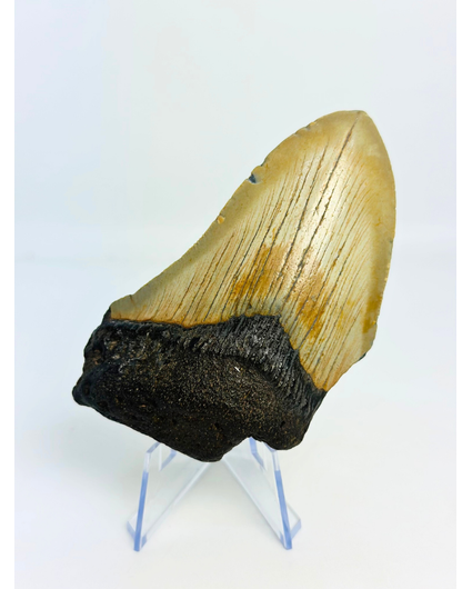 Dente di megalodonte "Silver Creation" (USA) - 10 cm