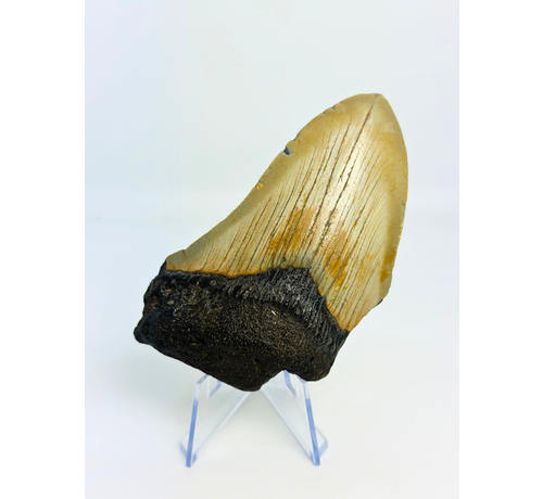 Megalodon Tooth "Silver Creation" (USA) - 10 cm