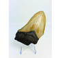 Megalodon Tooth "Silver Creation" (USA) - 10 cm