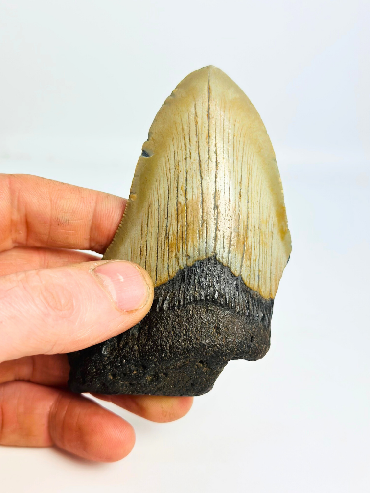 Dente di megalodonte "Silver Creation" (USA) - 10 cm
