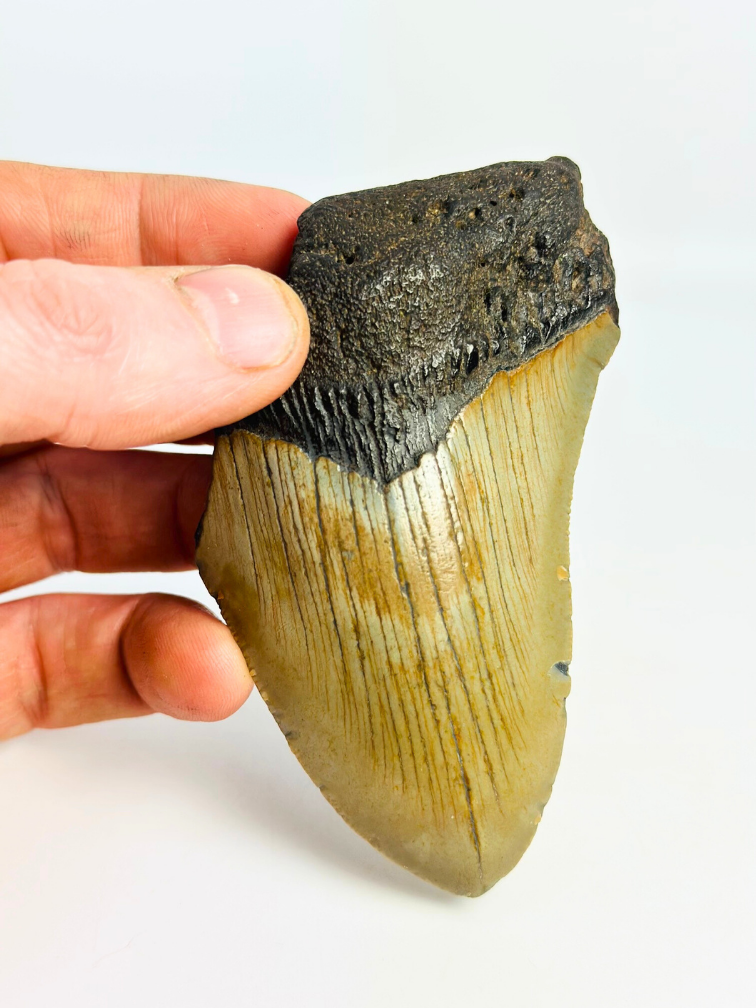 Dent de mégalodon "Silver Creation" (USA) - 10 cm