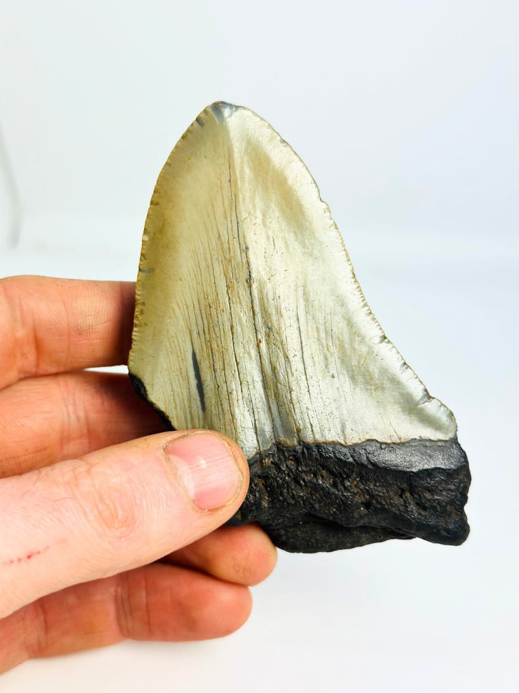 Megalodon-Zahn "Silver Creation" (USA) - 10 cm