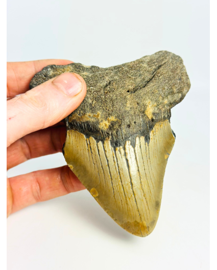 Dent de Megalodon 'The Mysterious' (US) - 11,5 cm