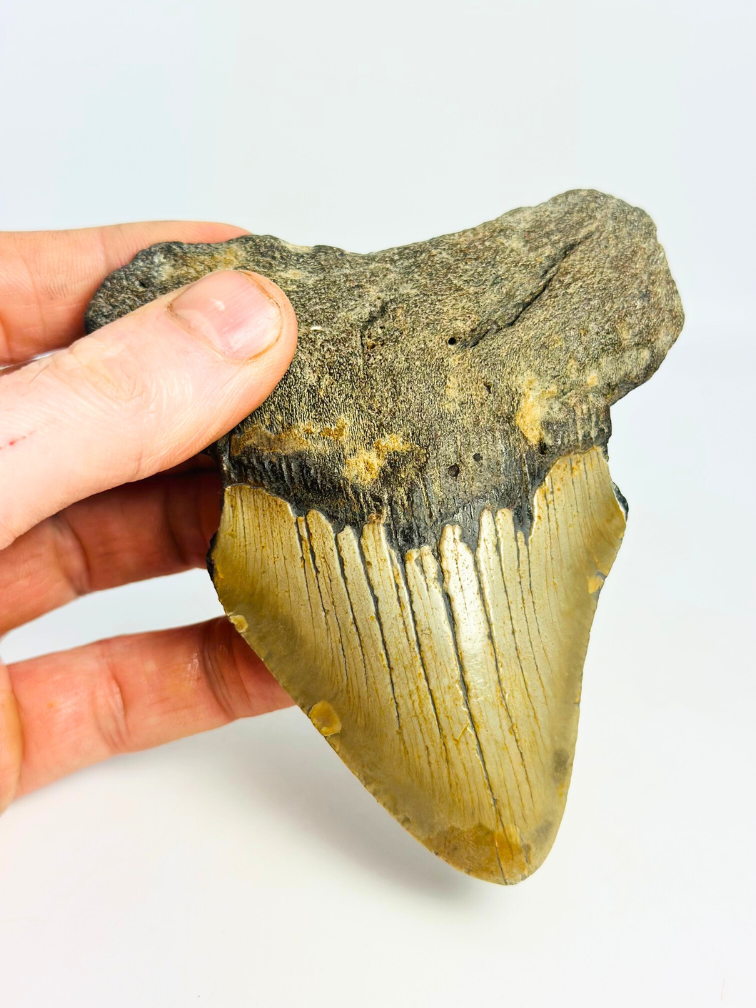 Dent de Megalodon 'The Mysterious' (US) - 11,5 cm