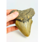 Megalodon tand 'The Mysterious'  (VS) - 11,5 cm