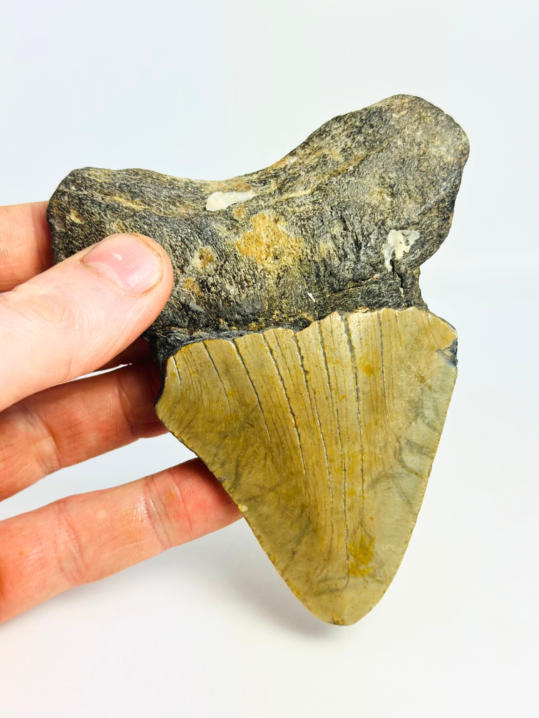 Dent de Megalodon 'The Mysterious' (US) - 11,5 cm