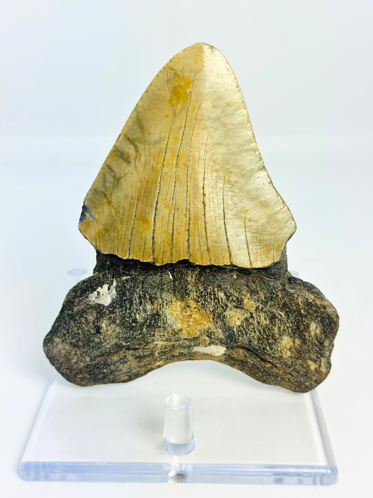 Dent de Megalodon 'The Mysterious' (US) - 11,5 cm