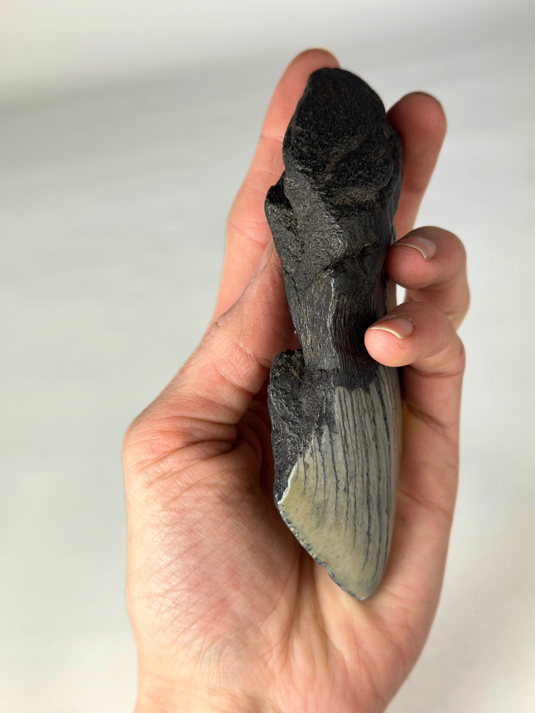 Diente de Megalodon "Gem of Life" (US) - 12,8 cm