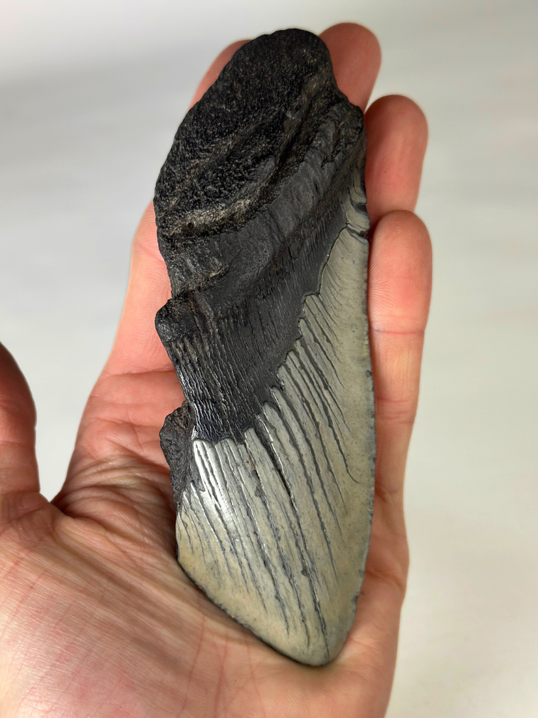 Diente de Megalodon "Gem of Life" (US) - 12,8 cm