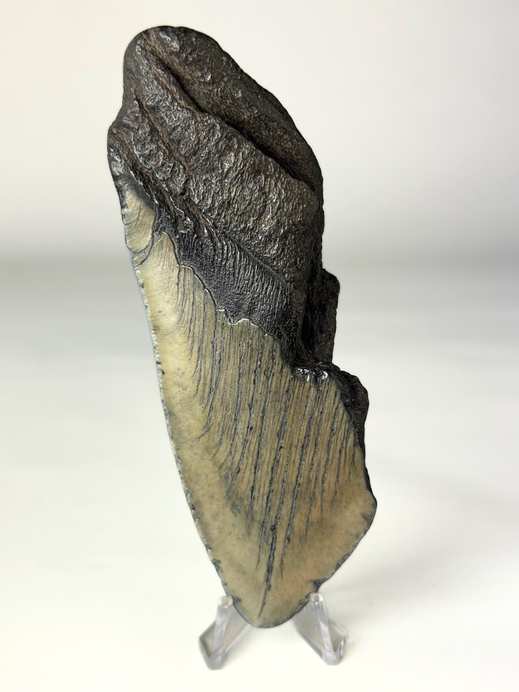 Megalodon Tand "Gem of Life" (VS) - 12,8 cm