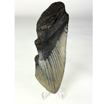 Megalodon Tand "Gem of Life" (VS) - 12,8 cm