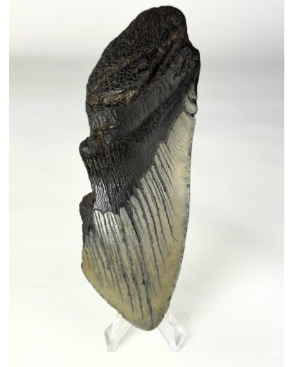 Dent de mégalodon "Gem of Life" (US) - 12,8 cm