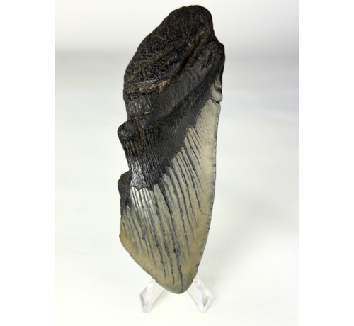 Dente di Megalodon "Gem of Life" (USA) - 12,8 cm