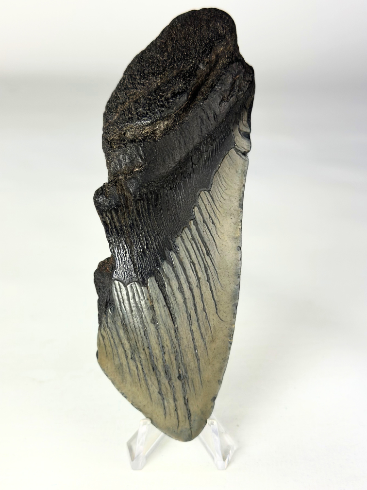 Diente de Megalodon "Gem of Life" (US) - 12,8 cm