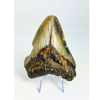 Megalodon tand ''Shard of Discordance'' (VS) - 10,2 cm