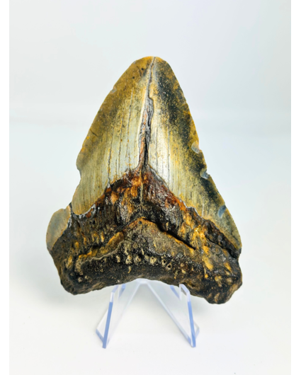 Diente de Megalodon ''Shard of Discordance'' (US) - 10,2 cm