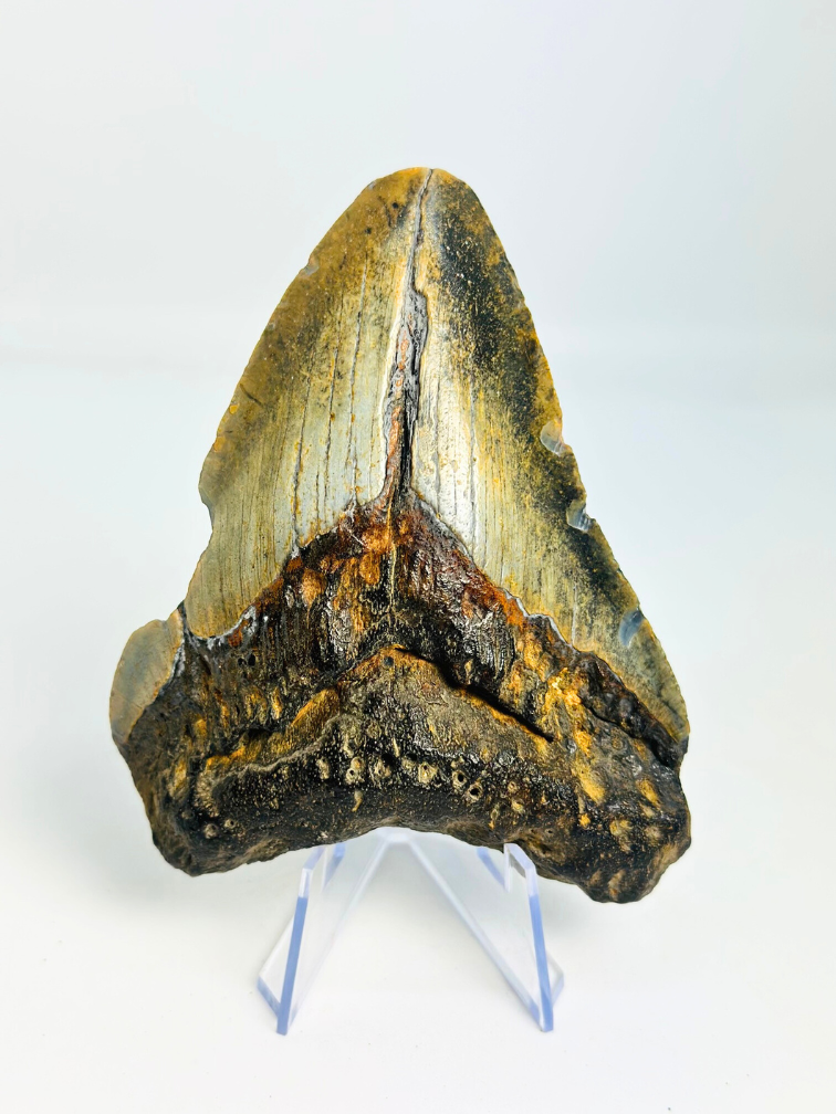 Diente de Megalodon ''Shard of Discordance'' (US) - 10,2 cm