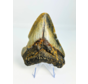 Megalodon-Zahn ''Shard of Discordance'' (US) - 10,2 cm