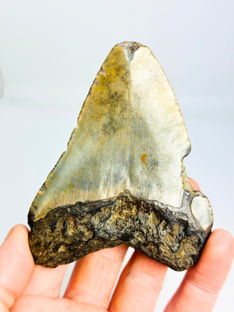 Megalodon tand ''Shard of Discordance'' (VS) - 10,2 cm