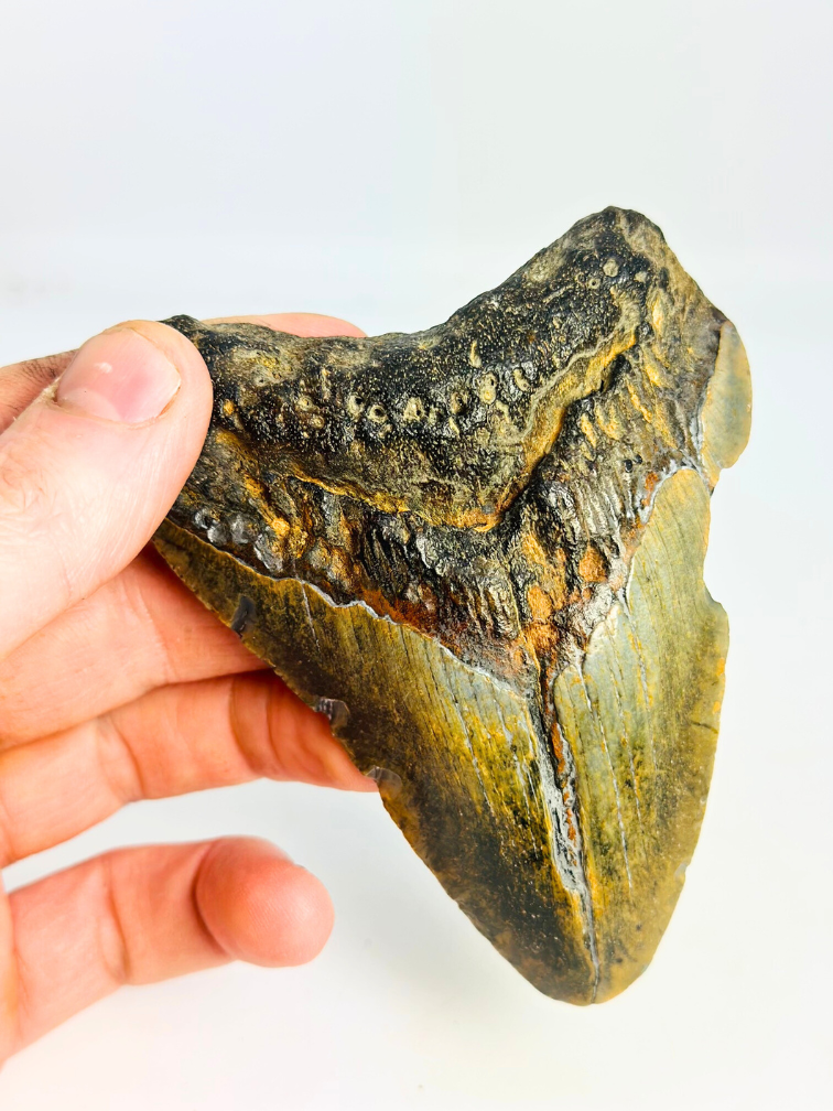 Diente de Megalodon ''Shard of Discordance'' (US) - 10,2 cm