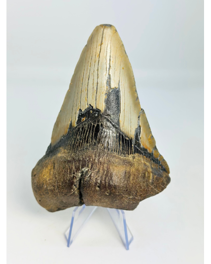 Dent de mégalodon ''The Infected'' (USA) - 11,7cm