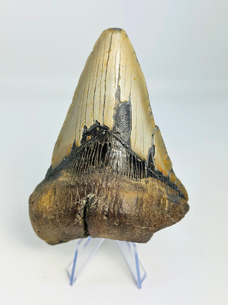 Megalodon tand ''The Infected'' (VS) - 11,7cm