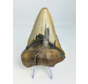 Dente di Megalodon ''The Infected'' (USA) - 11,7cm