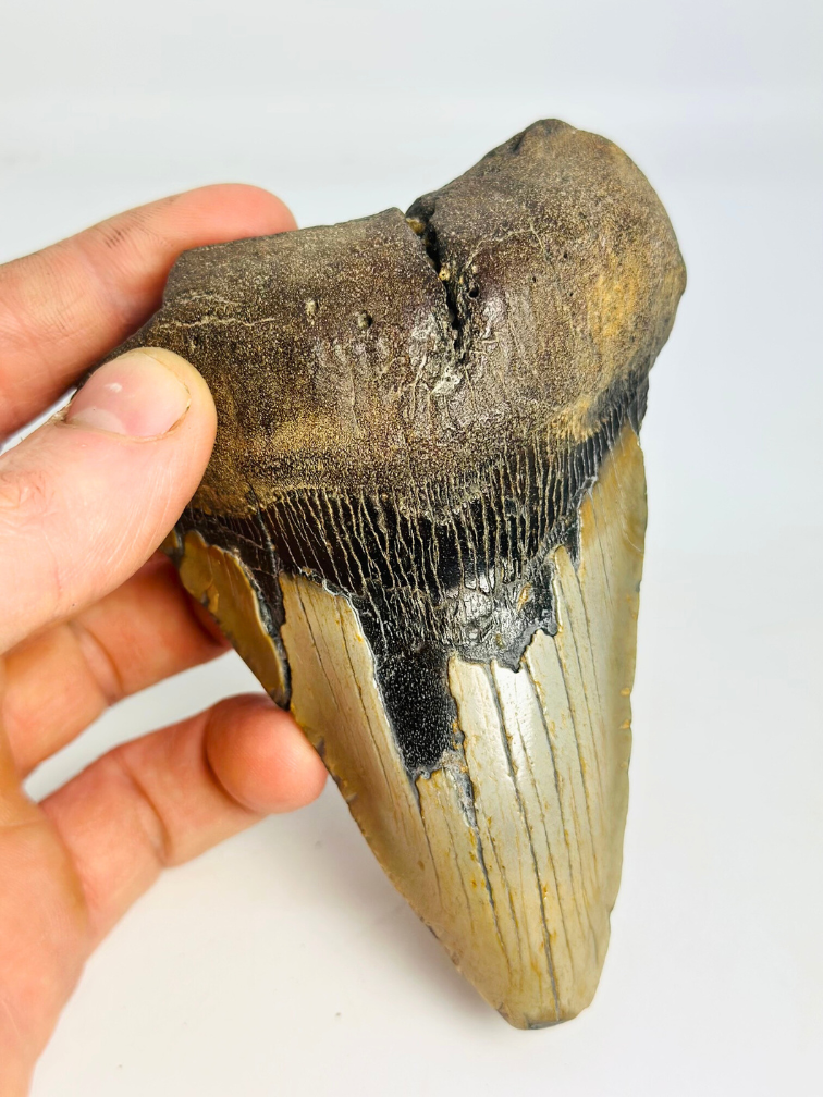 Megalodon tand ''The Infected'' (VS) - 11,7cm