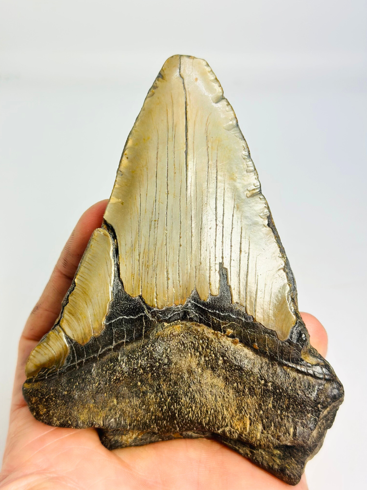 Dente di Megalodon ''The Infected'' (USA) - 11,7cm