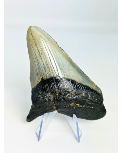 Dente di Megalodon ''Shard of Discard'' (USA) - 10,3 cm