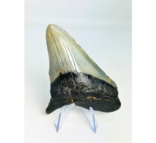 Diente de Megalodon ''Shard of Discard'' (USA) - 10,3 cm