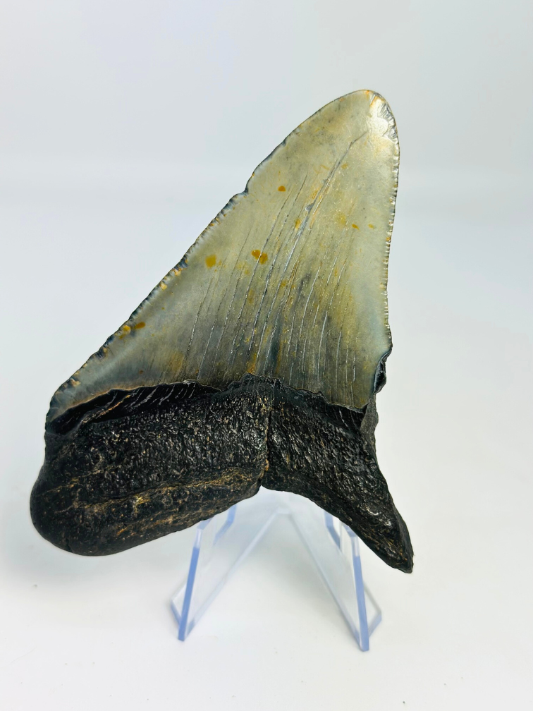 Megalodon tand ''Shard of Discard'' (VS) - 10,3 cm