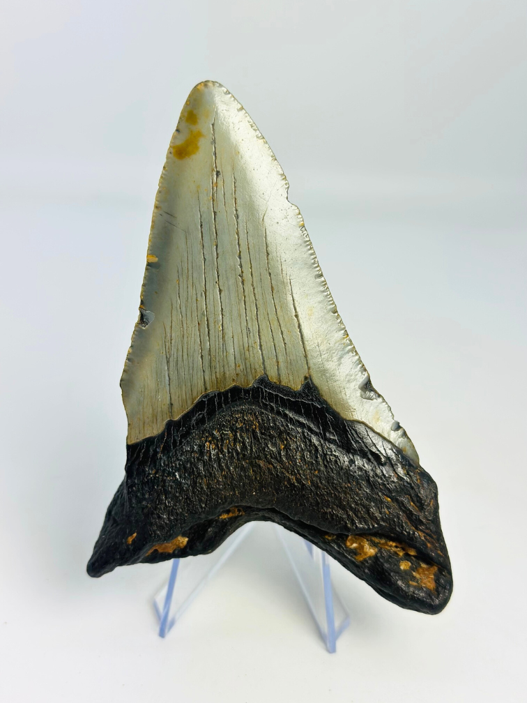 Dent de mégalodon "Jinn's Weapon" (US) - 11 cm