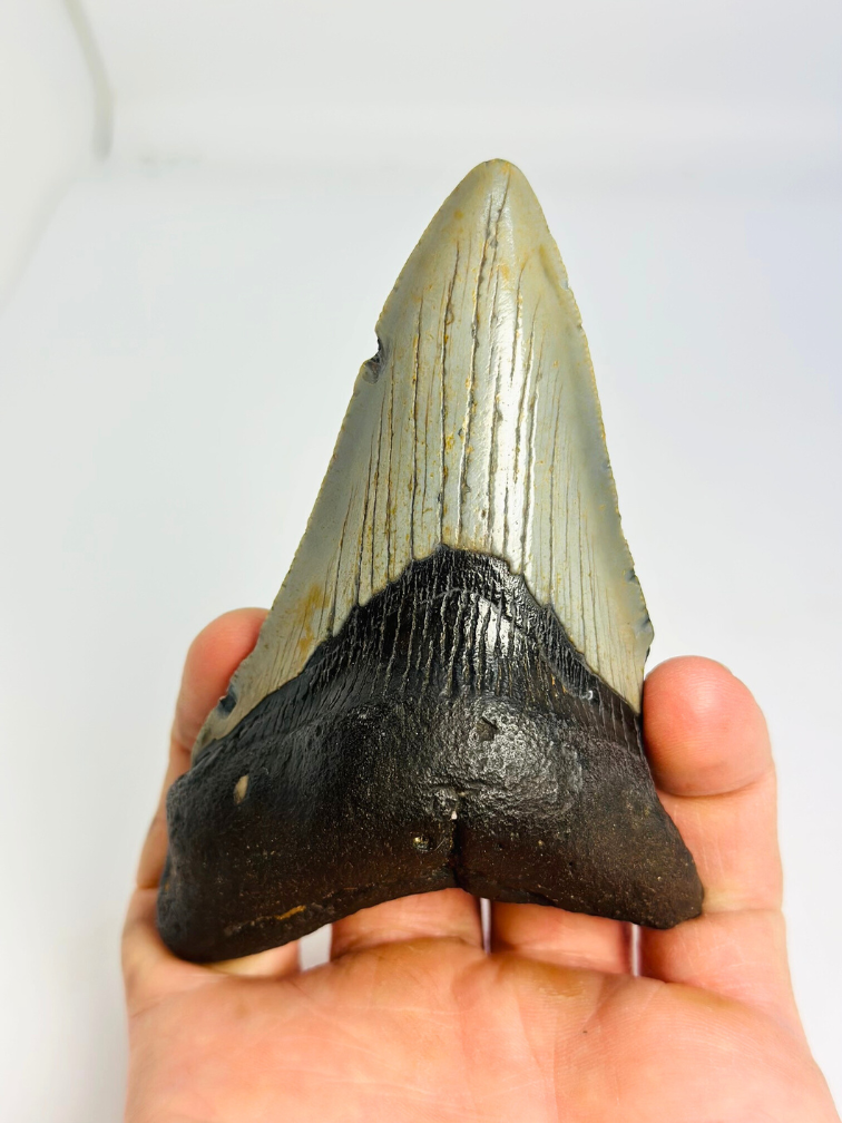 Megalodon-Zahn "Jinn's Weapon" (US) - 11 cm