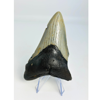 Dent de mégalodon "Jinn's Weapon" (US) - 11 cm