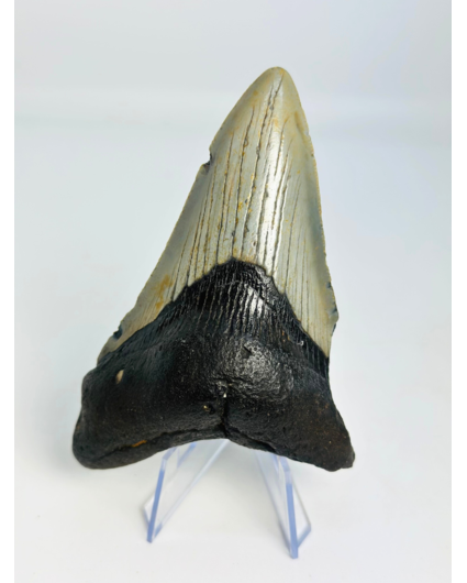 Megalodon-Zahn "Jinn's Weapon" (US) - 11 cm