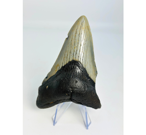 Megalodon Tand "Jinn's Weapon" (US) - 11 cm