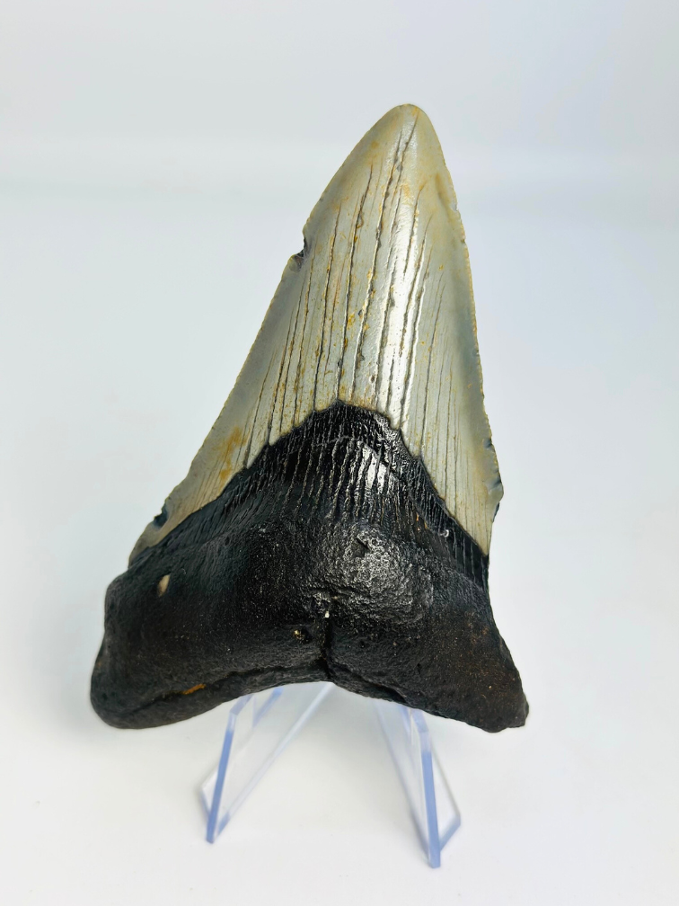 Megalodon-Zahn "Jinn's Weapon" (US) - 11 cm