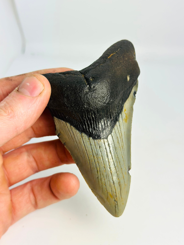 Megalodon Tooth "Jinn's Weapon" (US) - 11 cm