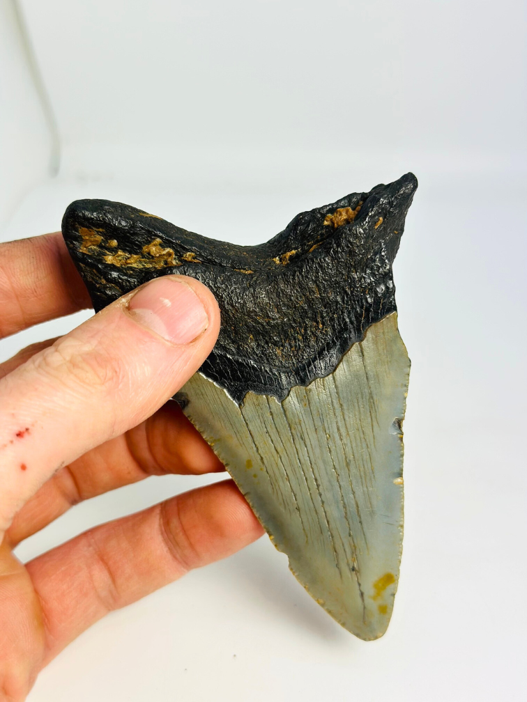 Dent de mégalodon "Jinn's Weapon" (US) - 11 cm