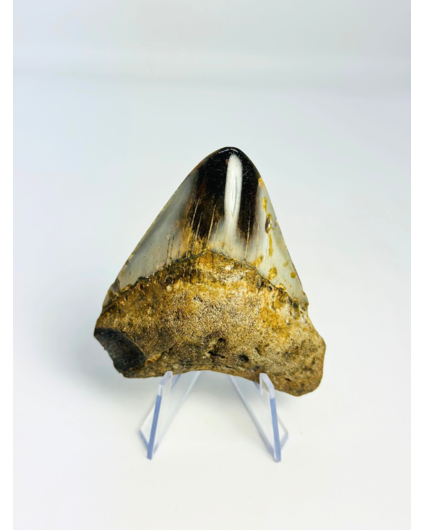 Dent de mégalodon "Obsidian Sigil" (US) - 7,7 cm