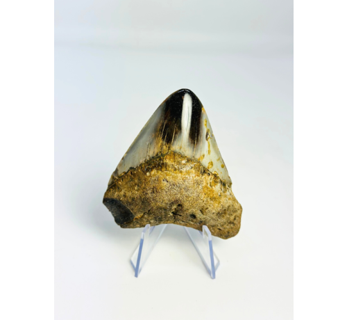 Diente de Megalodon "Obsidian Sigil" (US) - 7,7 cm