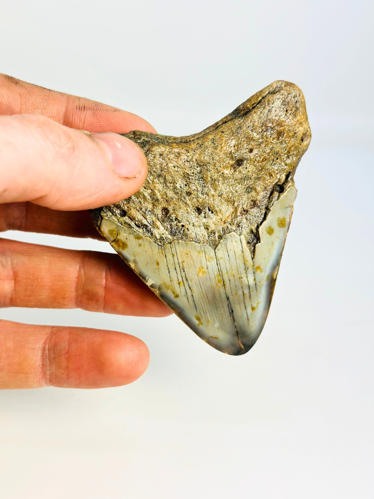 Dent de mégalodon "Obsidian Sigil" (US) - 7,7 cm