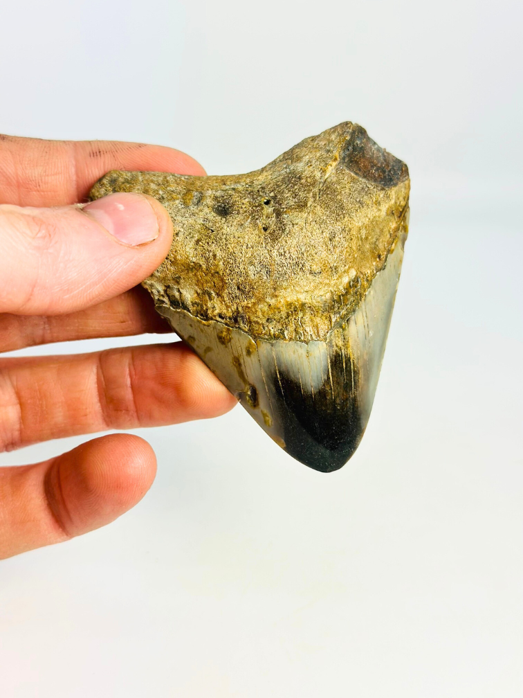 Dent de mégalodon "Obsidian Sigil" (US) - 7,7 cm