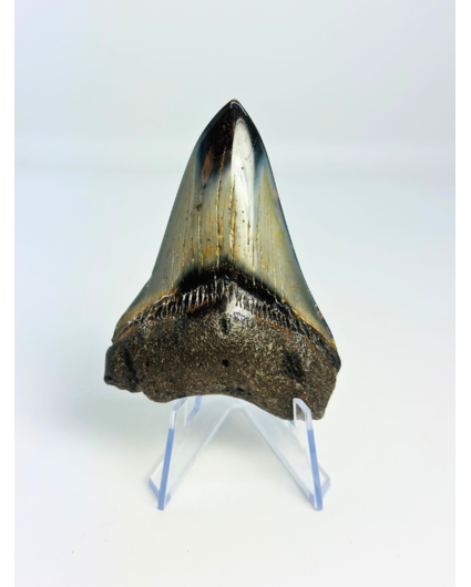 Dente di Megalodonte di qualità museale, autentico mega fossile